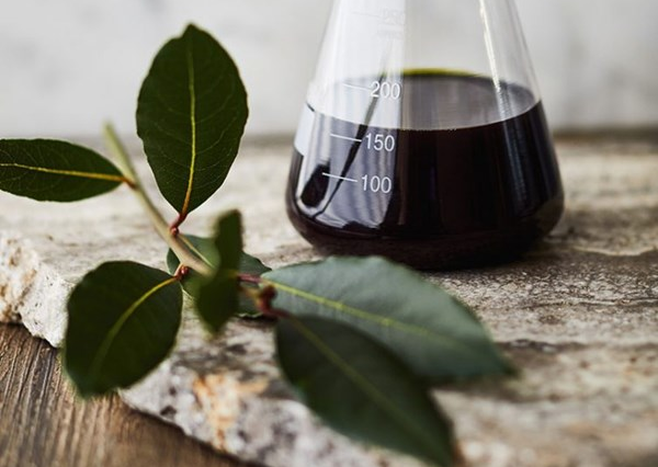 A twig with fresh bay leaves sits next to an Erlenmeyer flask with a dark liquid, presumably bay leaf oil